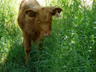 A young Highland calf standing in tall summer pasture grass