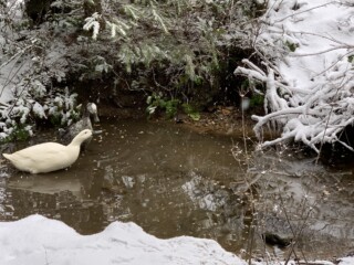 A white duck foraging at the edge of a pond after fresh snow