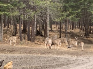 White-tailed deer gathered at the treeline along the drive