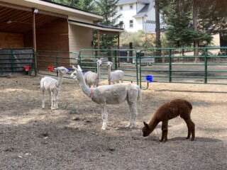 Alpacas in the pen — video cover for a season on the homestead