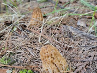 Two morel mushrooms pushing up through pine needles and leaf litter