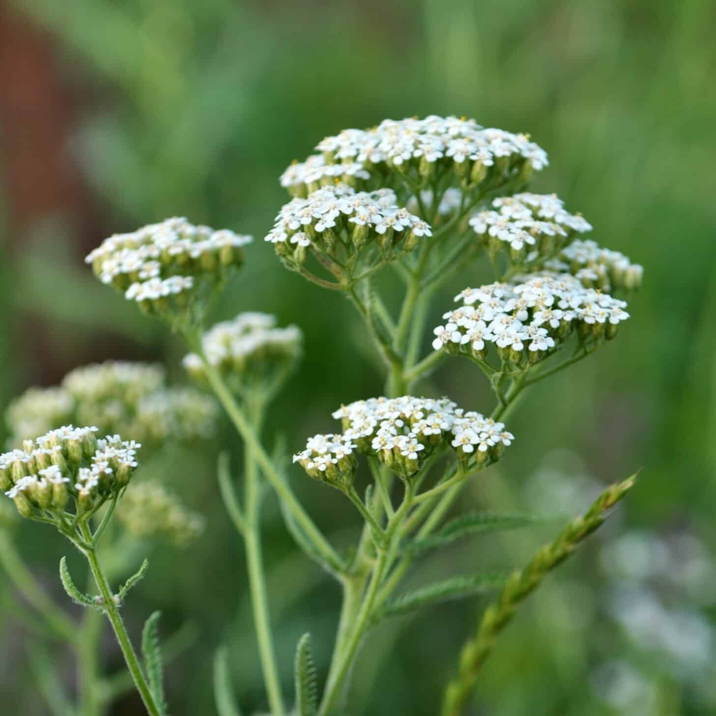 Yarrow in bloom, its flat white flower heads above feathery leaves